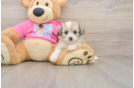 Aussiechon Puppy for Adoption