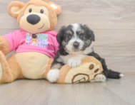 6 week old Aussiechon Puppy For Sale - Simply Southern Pups