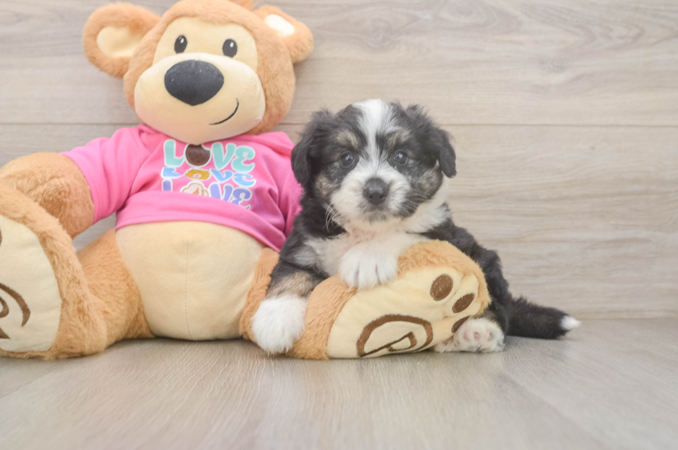 5 week old Aussiechon Puppy For Sale - Simply Southern Pups