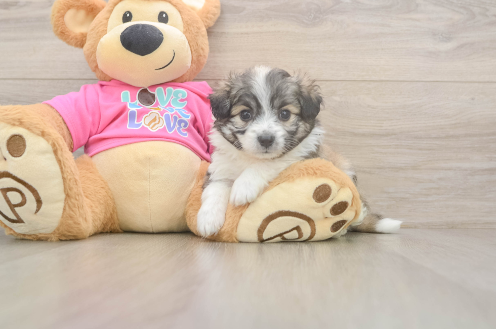 5 week old Aussiechon Puppy For Sale - Simply Southern Pups