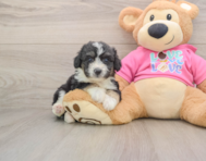 8 week old Aussiechon Puppy For Sale - Simply Southern Pups