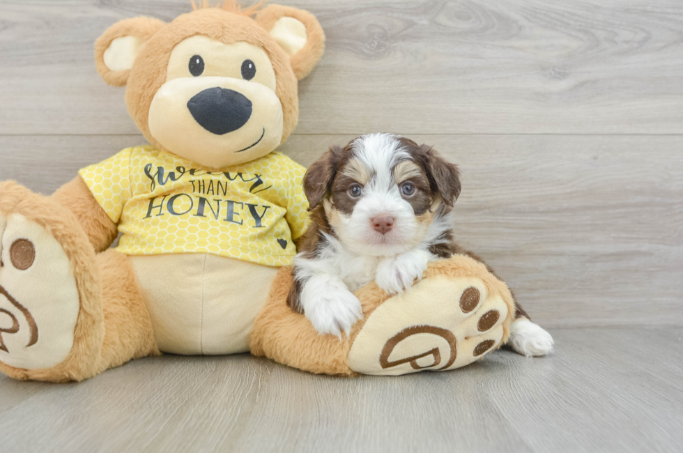 7 week old Aussiechon Puppy For Sale - Simply Southern Pups