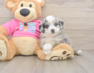 6 week old Aussiechon Puppy For Sale - Simply Southern Pups