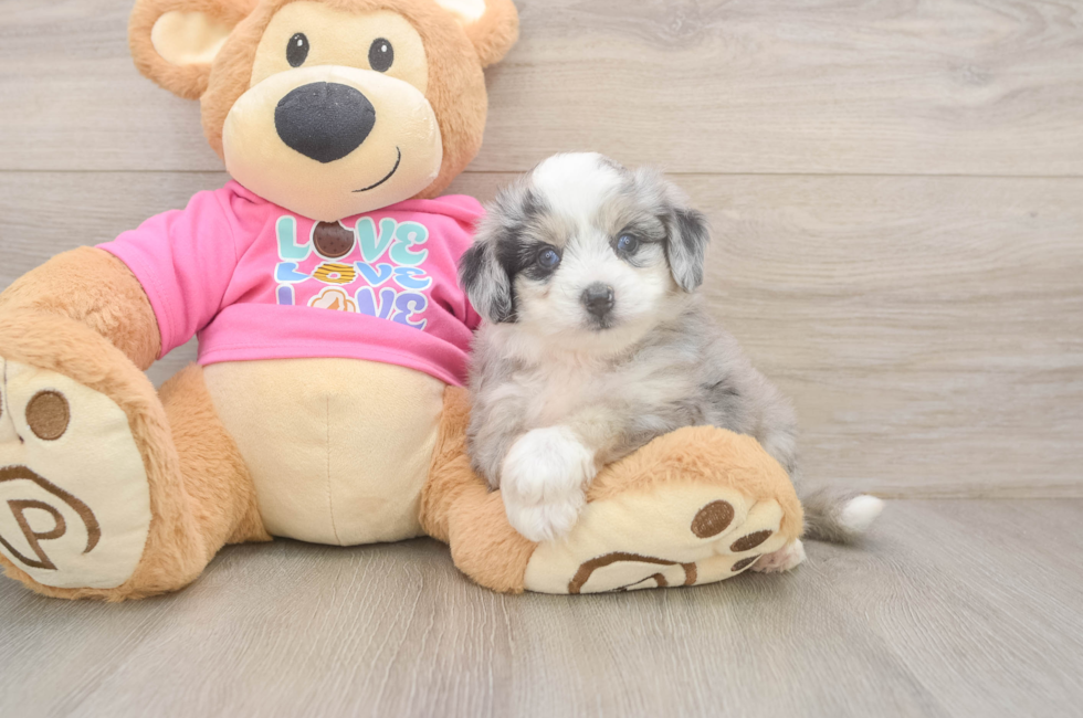 5 week old Aussiechon Puppy For Sale - Simply Southern Pups