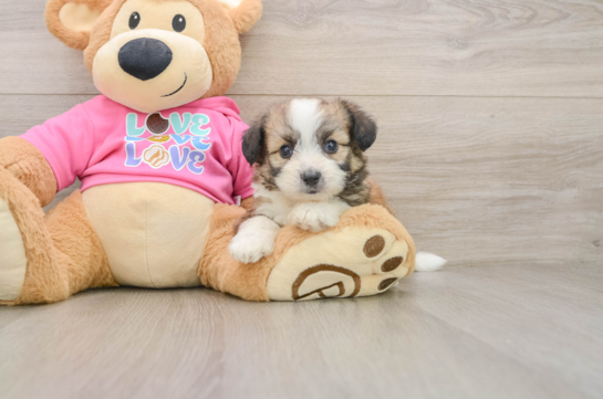 Aussiechon Puppy for Adoption