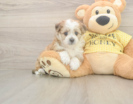 6 week old Aussiechon Puppy For Sale - Simply Southern Pups