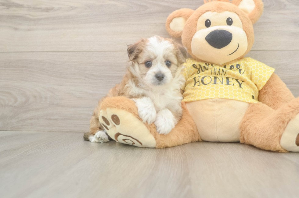 5 week old Aussiechon Puppy For Sale - Simply Southern Pups