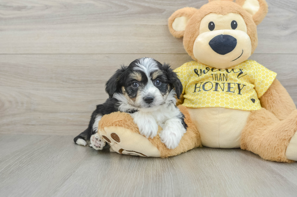 7 week old Aussiechon Puppy For Sale - Simply Southern Pups