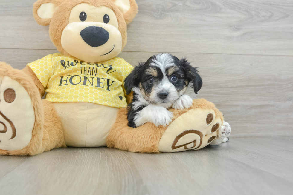 Aussiechon Pup Being Cute