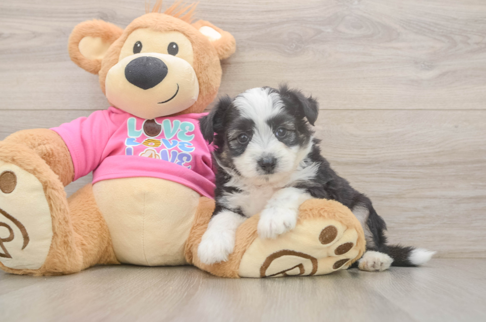 5 week old Aussiechon Puppy For Sale - Simply Southern Pups