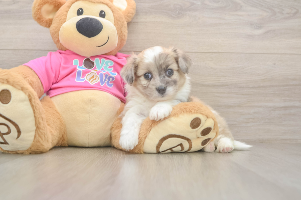 5 week old Aussiechon Puppy For Sale - Simply Southern Pups