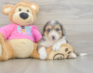 6 week old Aussiechon Puppy For Sale - Simply Southern Pups
