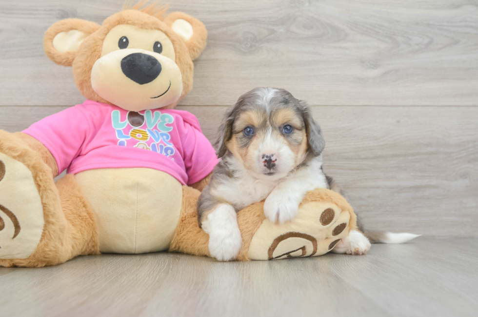 6 week old Aussiechon Puppy For Sale - Simply Southern Pups