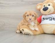 8 week old Aussiechon Puppy For Sale - Simply Southern Pups