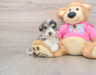 8 week old Aussiechon Puppy For Sale - Simply Southern Pups