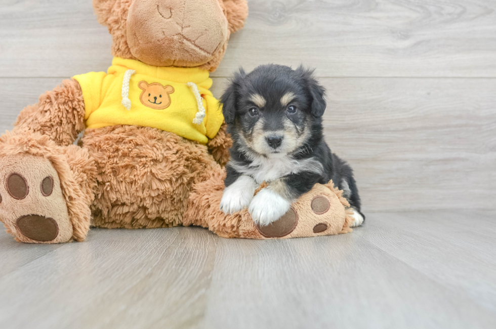8 week old Aussiechon Puppy For Sale - Simply Southern Pups
