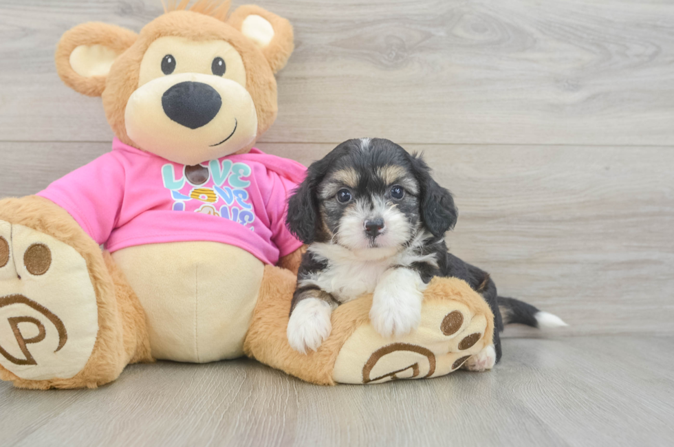 6 week old Aussiechon Puppy For Sale - Simply Southern Pups