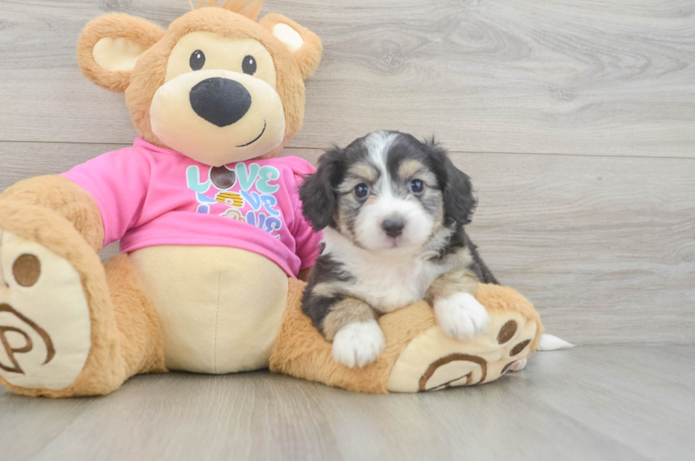 6 week old Aussiechon Puppy For Sale - Simply Southern Pups