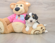 8 week old Aussiechon Puppy For Sale - Simply Southern Pups