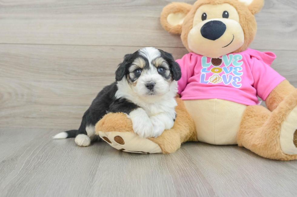 5 week old Aussiechon Puppy For Sale - Simply Southern Pups