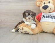 5 week old Aussiechon Puppy For Sale - Simply Southern Pups