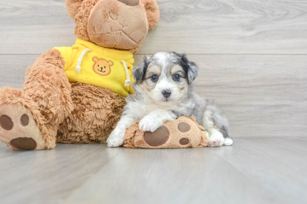 6 week old Aussiechon Puppy For Sale - Simply Southern Pups