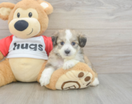 5 week old Aussiechon Puppy For Sale - Simply Southern Pups
