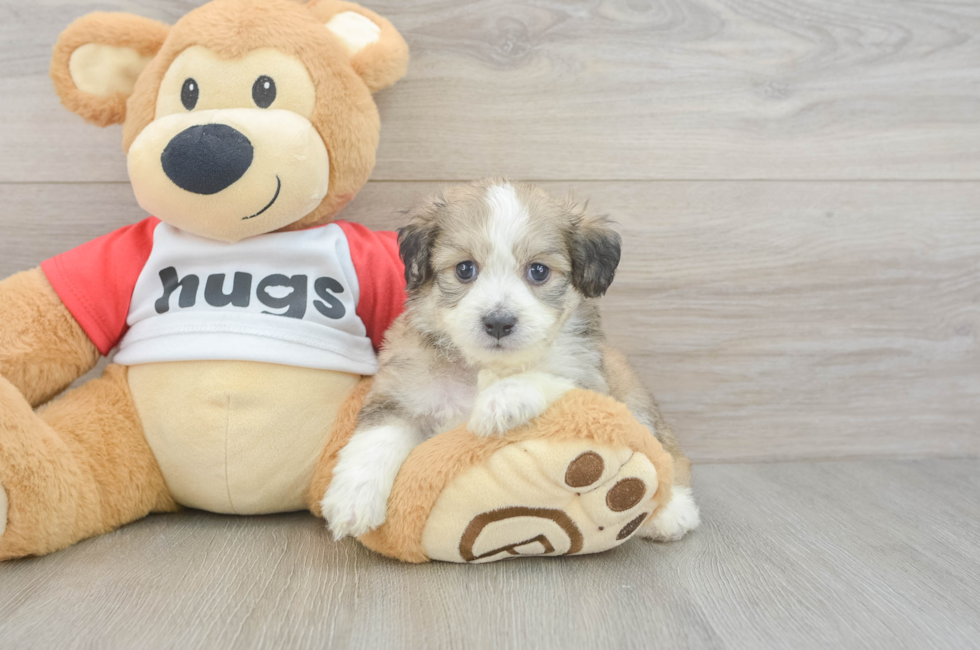 5 week old Aussiechon Puppy For Sale - Simply Southern Pups