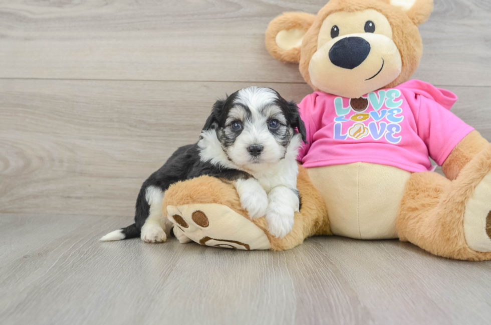 5 week old Aussiechon Puppy For Sale - Simply Southern Pups