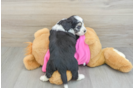 Aussiechon Puppy for Adoption