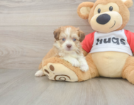5 week old Aussiechon Puppy For Sale - Simply Southern Pups