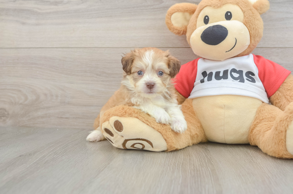 5 week old Aussiechon Puppy For Sale - Simply Southern Pups