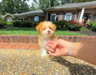 10 week old Aussiechon Puppy For Sale - Simply Southern Pups