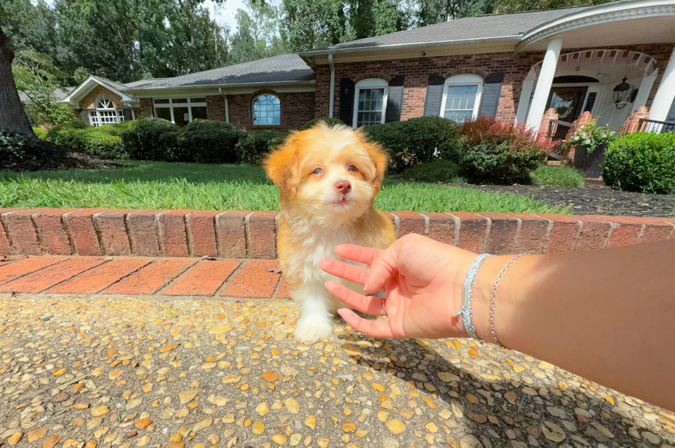 11 week old Aussiechon Puppy For Sale - Simply Southern Pups