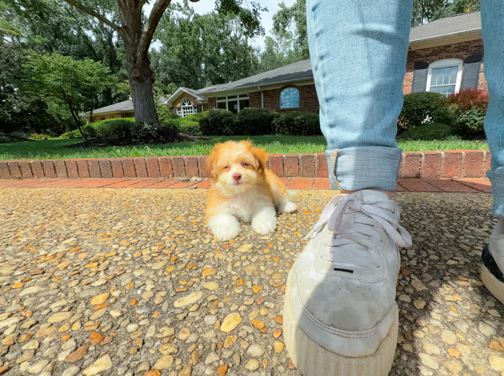 Cute Aussiechon Designer Pup