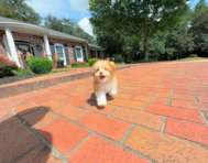 9 week old Aussiechon Puppy For Sale - Simply Southern Pups