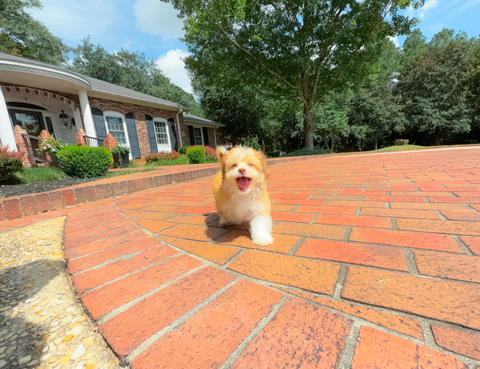 Aussiechon Puppy for Adoption