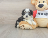 6 week old Aussiechon Puppy For Sale - Simply Southern Pups