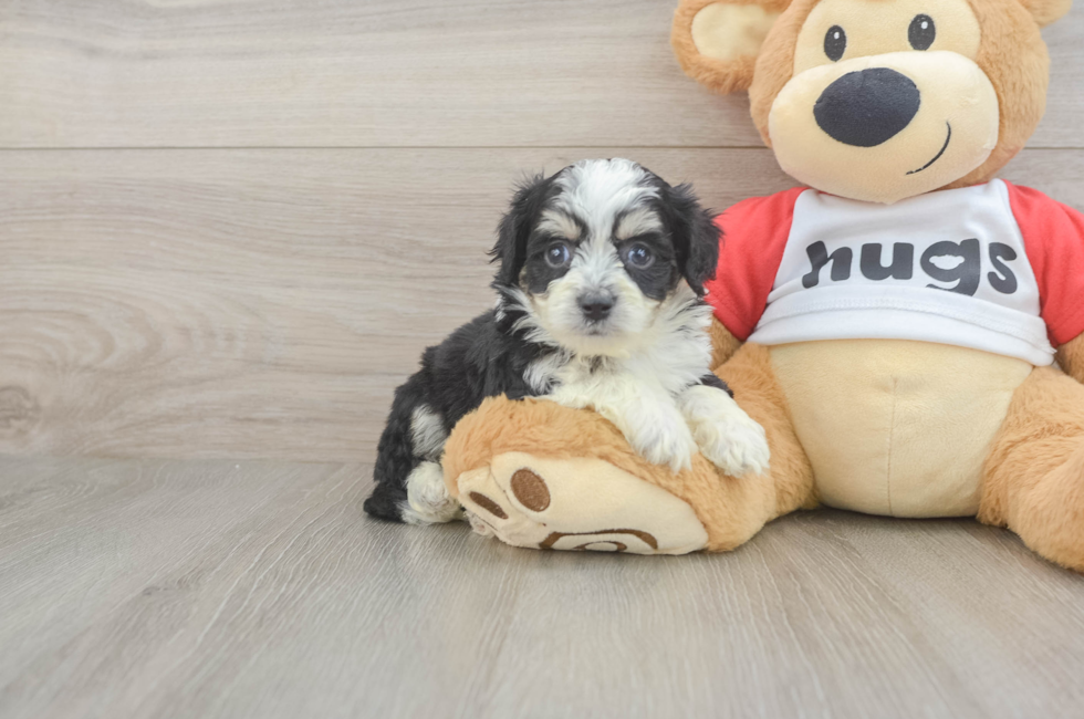 5 week old Aussiechon Puppy For Sale - Simply Southern Pups