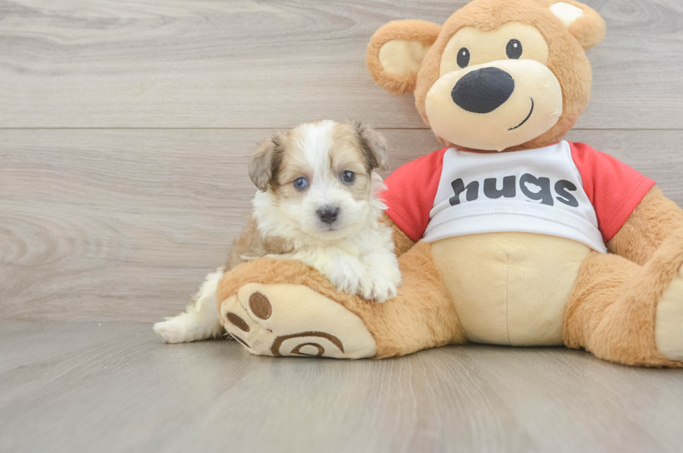 5 week old Aussiechon Puppy For Sale - Simply Southern Pups