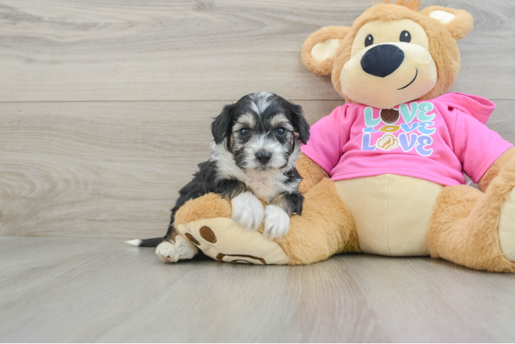 Little Aussie Bichon Designer Puppy