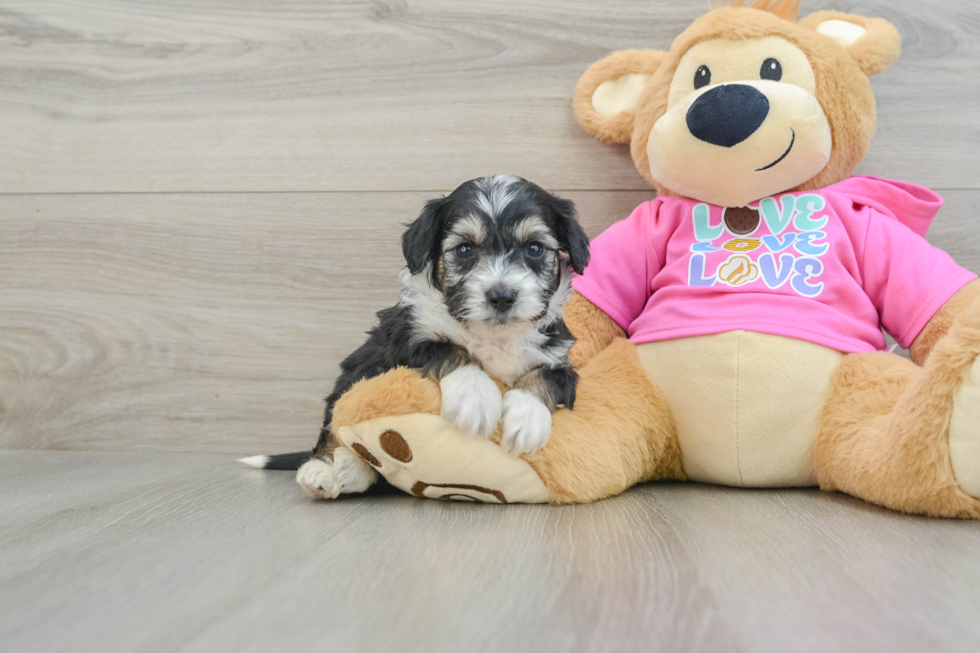 Little Aussie Bichon Designer Puppy