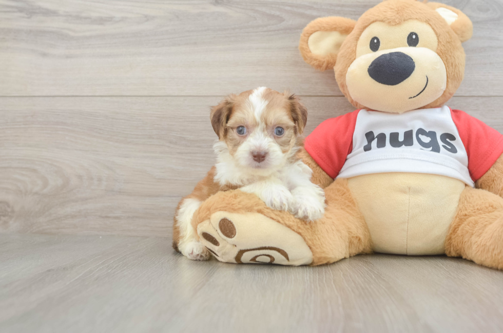 5 week old Aussiechon Puppy For Sale - Simply Southern Pups
