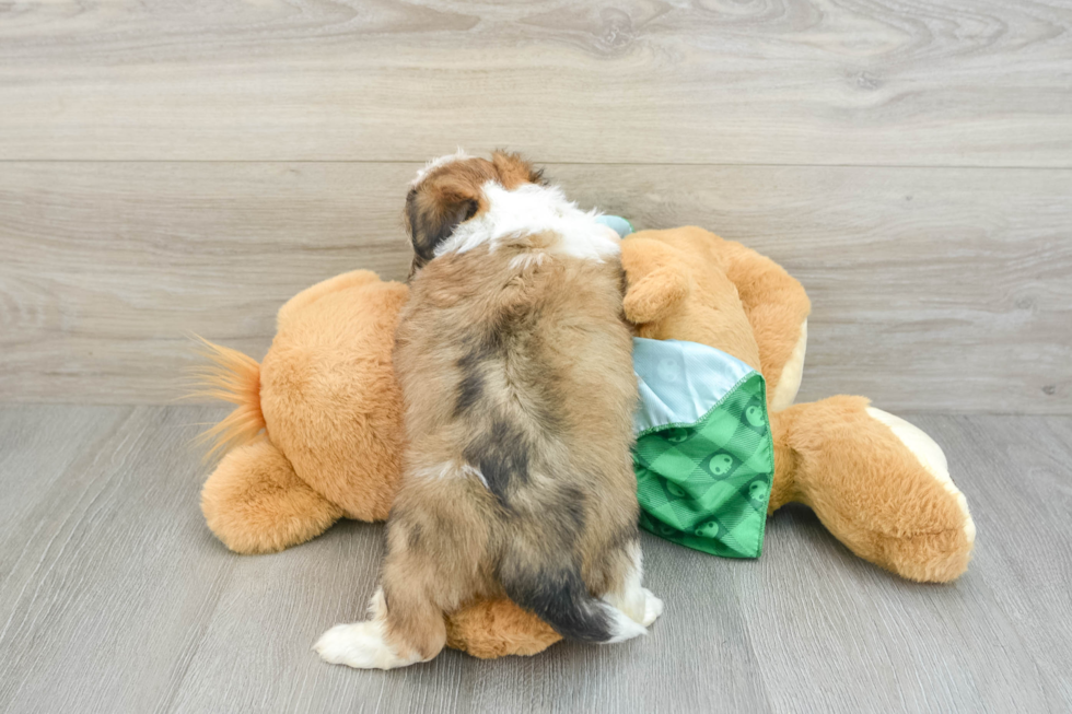 Aussiechon Pup Being Cute