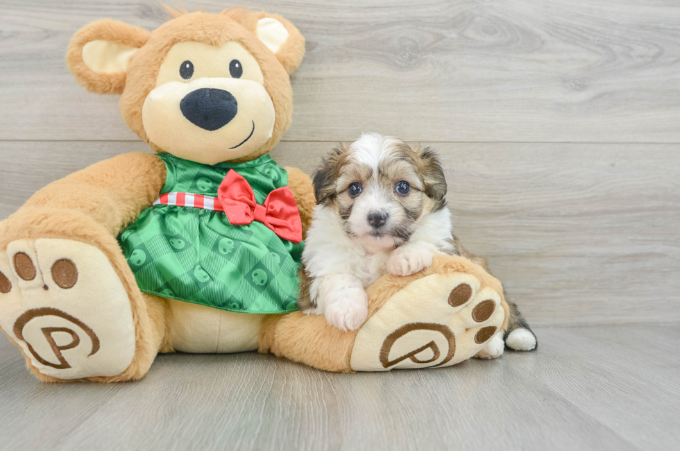 6 week old Aussiechon Puppy For Sale - Simply Southern Pups