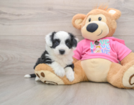 7 week old Aussiechon Puppy For Sale - Simply Southern Pups