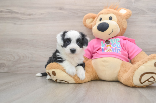 Aussiechon Pup Being Cute