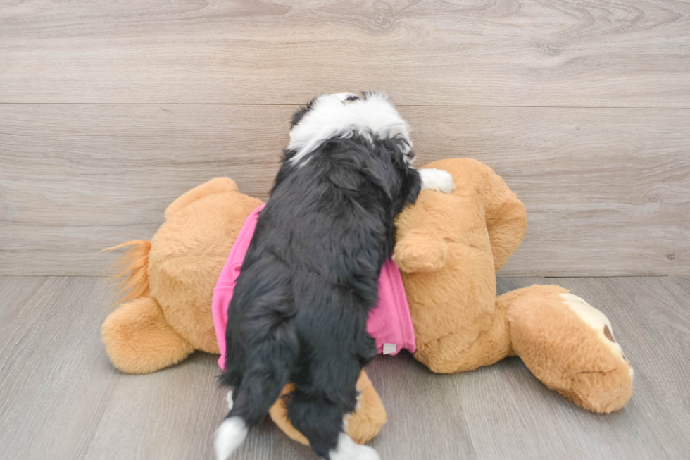 Aussiechon Pup Being Cute