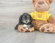 8 week old Aussiechon Puppy For Sale - Simply Southern Pups