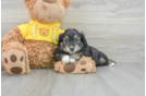 Aussiechon Puppy for Adoption